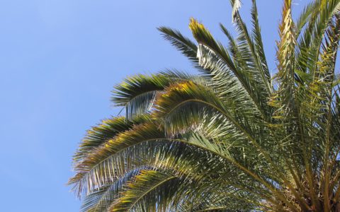 Unter Palmen